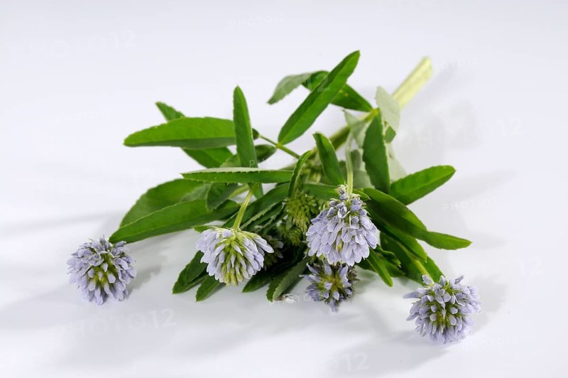 Trigonella caerulea (Trigonella caerulea), Zigonella caerulea, Zigainerkraut, Cheese clover, Bread clover, Blue melilot