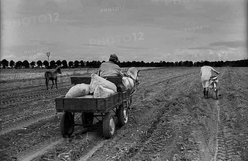 Germany, Trinwillershagen, 16.9.1991, on the way home from picking potatoes, horse-drawn carriage, horse, foal, bicycle