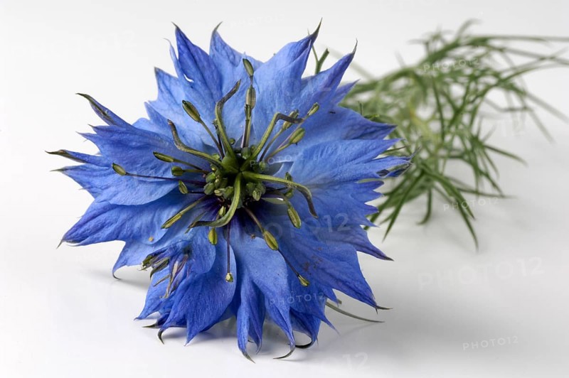 Black Cumin, Maiden in the Green (Nigella damascena), Black Cumin, indoor, Studio