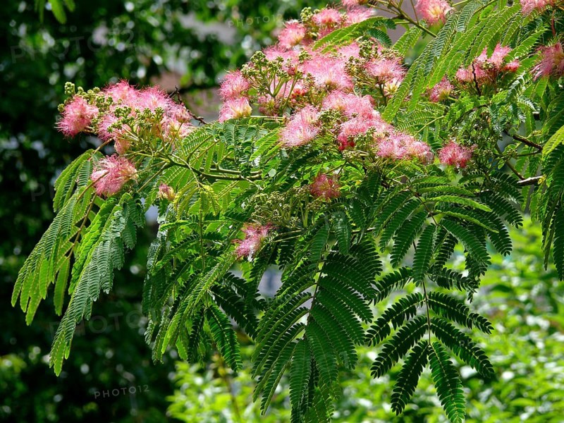 Mimosa, sensitive plant (Mimosa pudica)