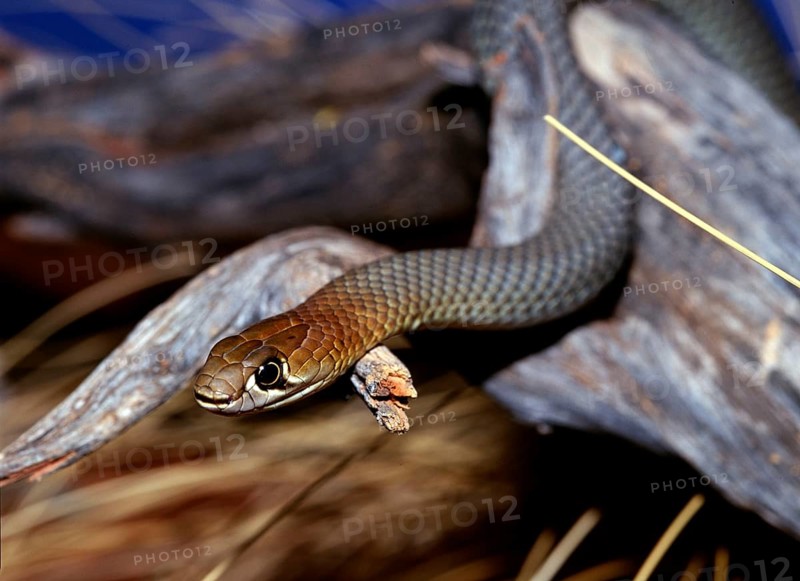 King brown (Pseudechis australis), Australia
