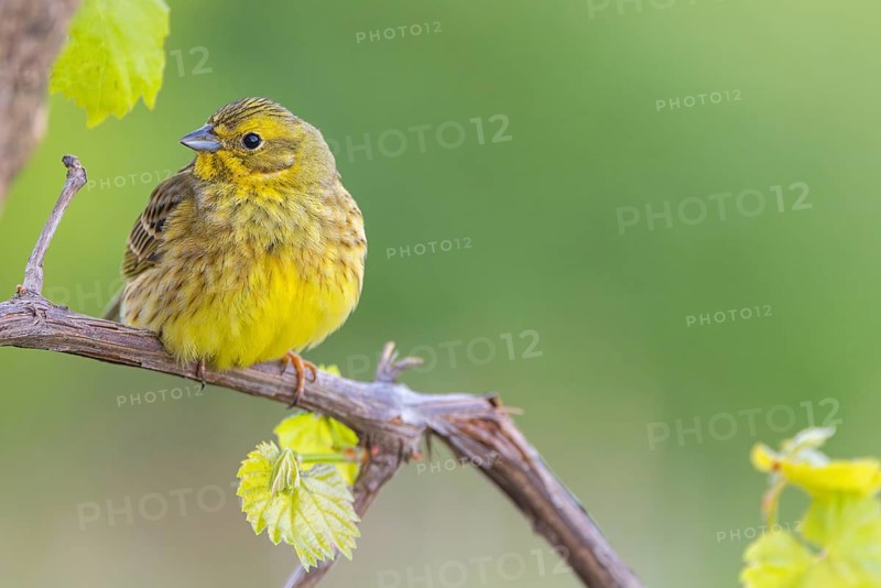 Yellowhammer (Emberiza citrinella) Bruant jaune, Escribano Cerillo, Ast, branch, Ormoz area, Ormoz, Podravska, Slovenia