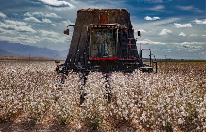 Cotton Harvester, Pima Cotton Ready for Harvest, Farming, Marana, Arizona, USA