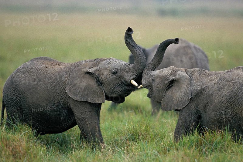 African Elephant (loxodonta africana), Calves Playing, Masai Mara Park in Kenya