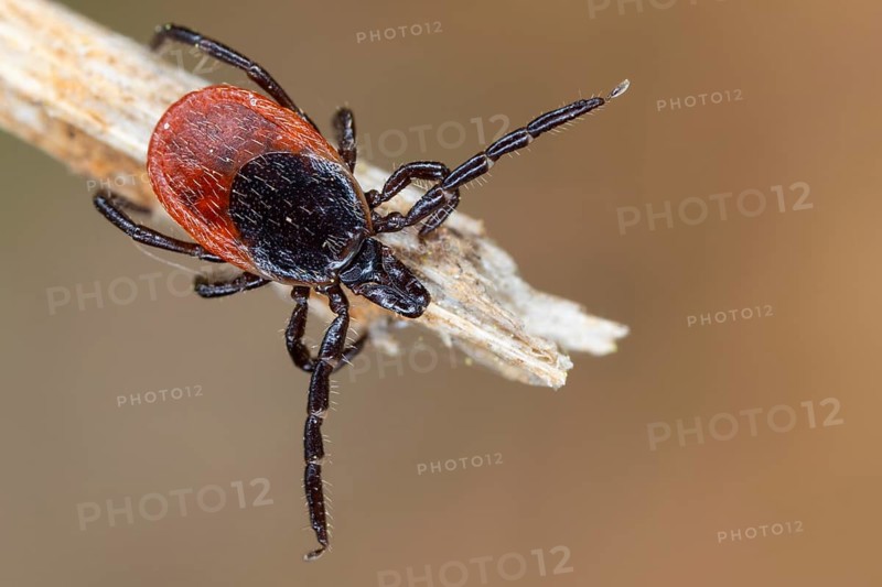 Castor Bean Tick, Ixodes ricinus