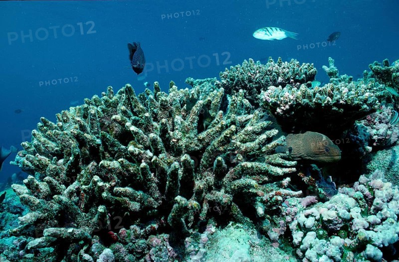 Coral bleaching, coral mortality, Maldives, Indian Ocean