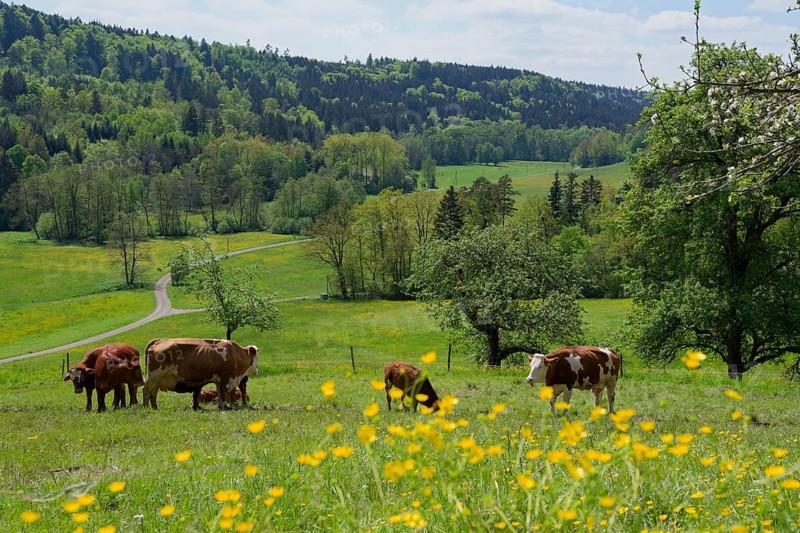 Spring in the Rottal near Wielandsweiler, cow, cattle, buttercup, May, spring, Mainhardter Wald, red, Schwäbisch-Fränkischer Wald Nature Park, Schwäbisch Hall, Hohenlohe, Heilbronn-Franken, Baden-Württemberg, Germany