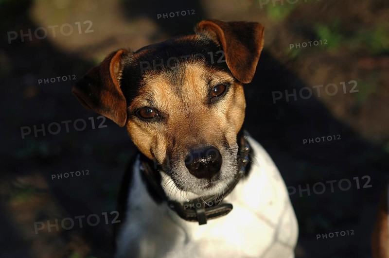 Jack Russel-Terrier Ruede