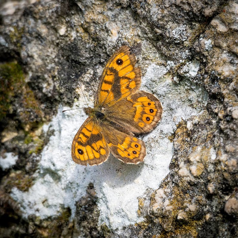 Wall fox butterfly on a wall of a boulder