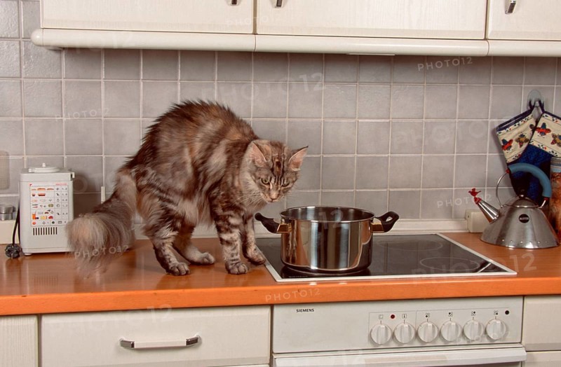 Maine Coon Cat Humps, Detachable, Stove, Oven