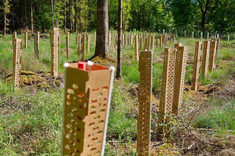 Environmentally friendly growth cover, organic, ecological, microplastic-free, deer, forest conversion, planting, climate change, climate, forest, climate impact, reforestation, forestry, spring, May, Swabian-Franconian Forest nature park Park, Schwäbisch Hall, Hohenlohe, Germany