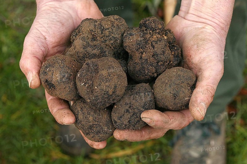 Black truffle (tuber melanosporum), Perigord truffle, Perigord truffle, Perigord truffle, Black truffle, Black truffle, Mushrooms, Perigord truffle, Drome in the South east of France