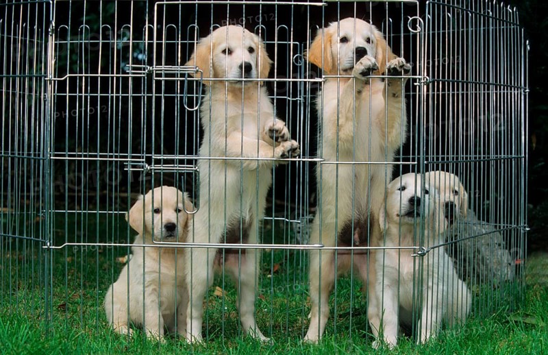 Golden Retriever, puppies in crate