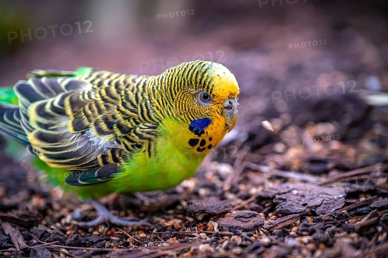 A green budgerigar (Melopsittacus undulatus) with a yellow head examines the ground for food, Eisenberg, Thuringia, Germany
