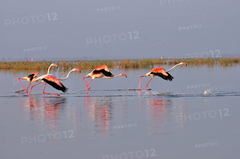 Greater flamingos phoenicopterus ruber, Nalsarovar, Gujarat, India March 2010