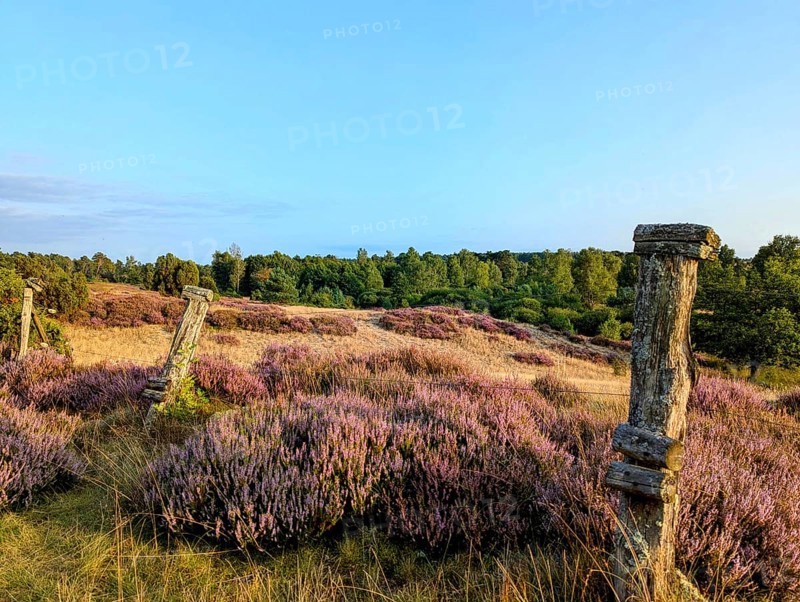 Summer and heather blossom in the Lüneburg Heath, on a hike through the nature reserve, near Undeloh