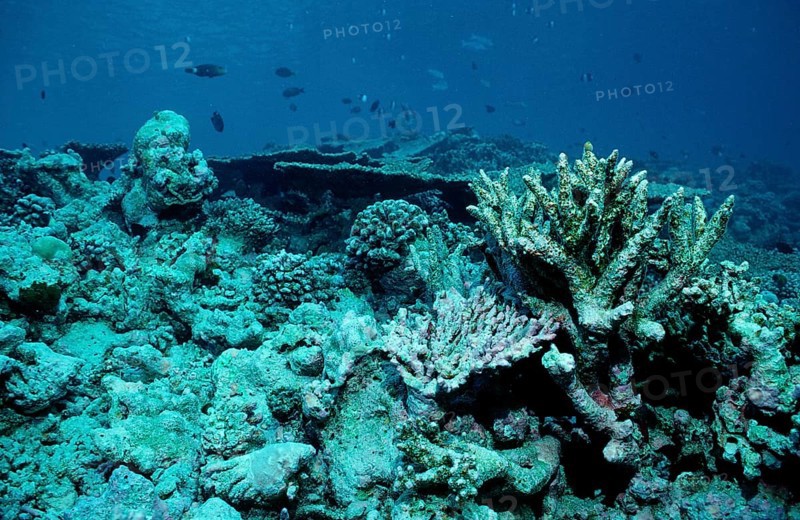 Coral bleaching, coral mortality, Maldives, Indian Ocean