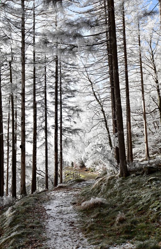 Hiking trail along the Mörschieder Burr in the Hunsrück-Hochwald National Park with hoarfrost and sun, Rhineland-Palatinate, Germany