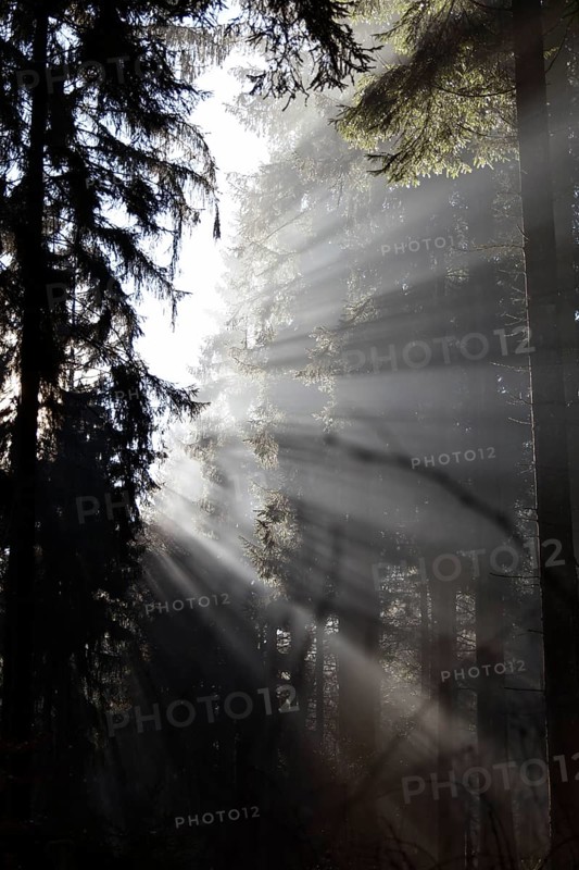 Rays of light fall through coniferous forest on a misty winter morning in the Hunsrück-Hochwald National Park, Rhineland-Palatinate, Germany