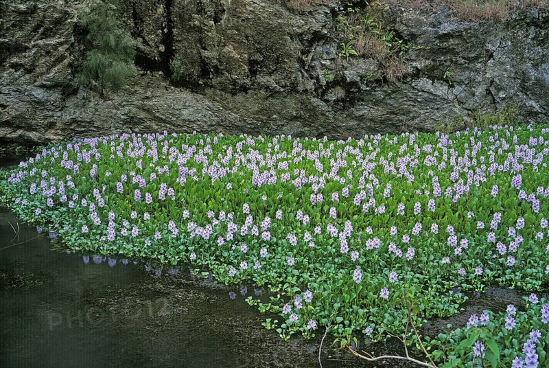 Thick-stalked Common water hyacinth (eichhornia crassipes), pikeweed, RIVER COVERED BY WATER HYACINTHS, NEW CALEDONIA