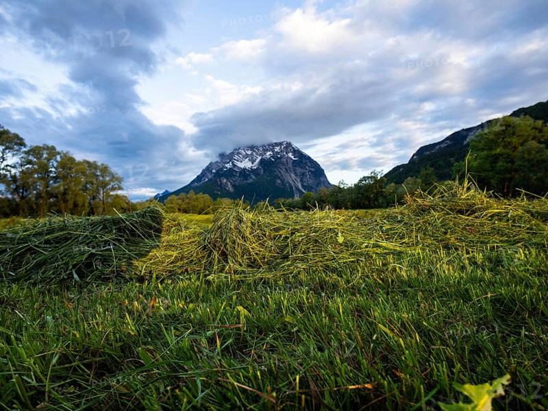 Freshly mown grass, behind the Grimming, near Irdning, Ennstal, Styria, Austria