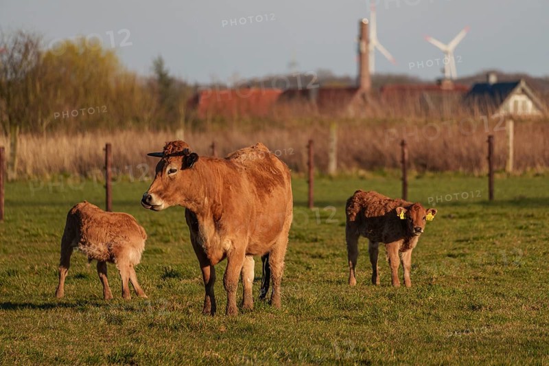 Cow with her calves on a pasture with wind turbines in the background, ramsdorf, münsterland, germany