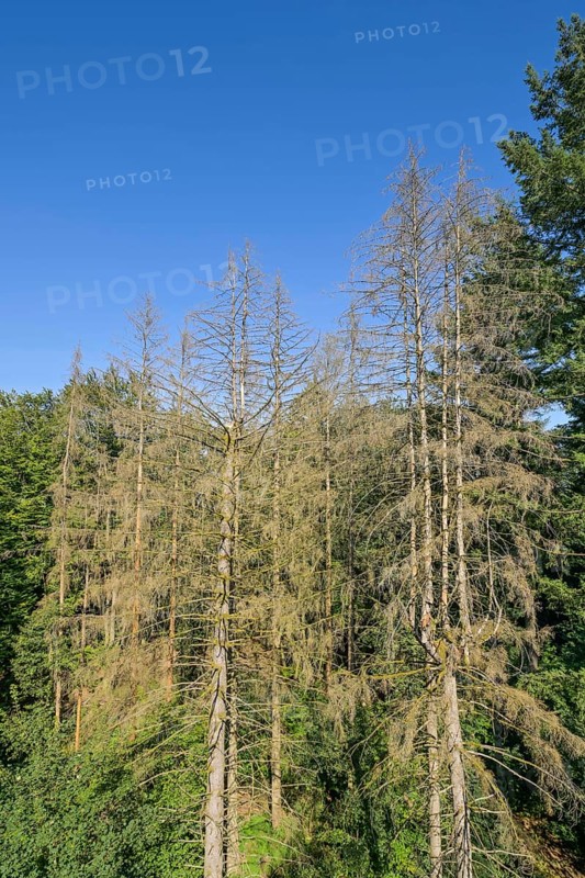 Dry fir trees in the forest near Orscholz near Mettlach, Saarland, Germany