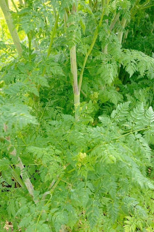 Spotted hemlock, Spotted hemlock (Conium maculatum), Bangenkraut, Blood hemlock, Dollwort, Earth hemlock, Mouse hemlock, Dizzy hemlock, Stinking hemlock, Belladonna, Bird's death, Strangler