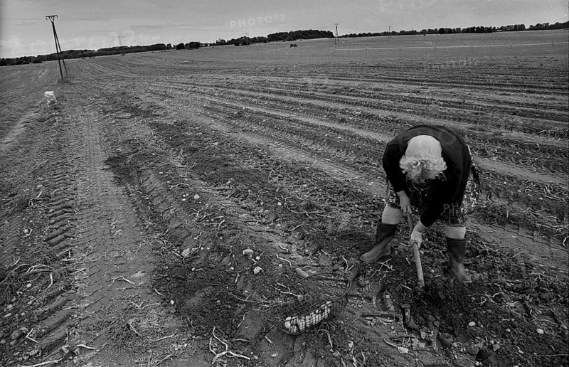 Germany, Trinwillershagen, 16.9.1991, Farmer's wife picking potatoes