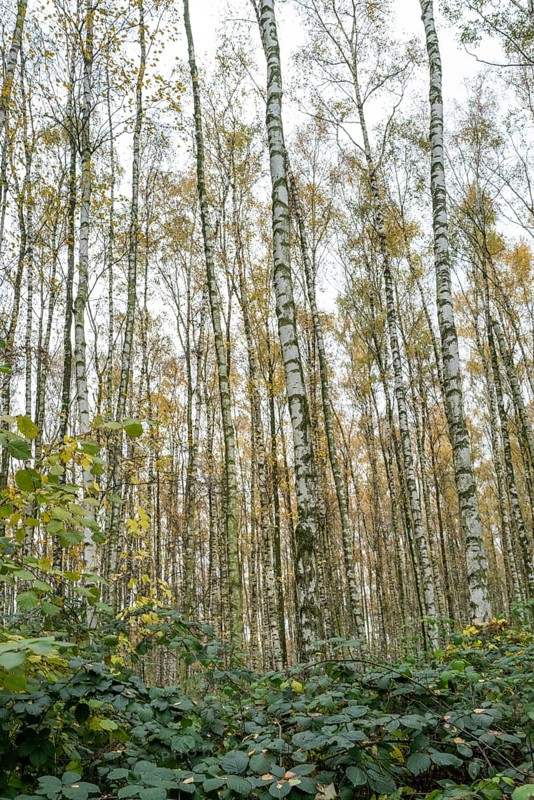 Pioneer plant, new birch forest emerges