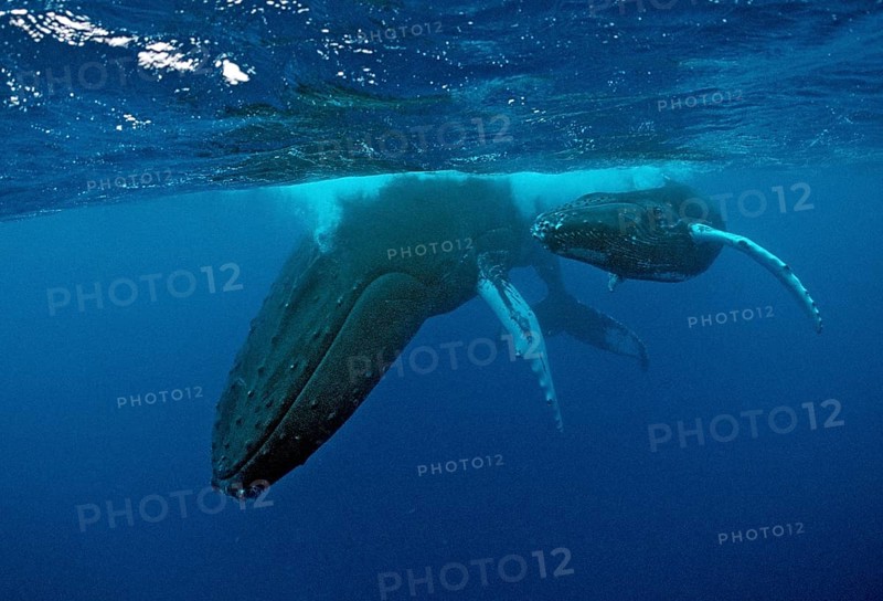 Humpback whale, mother and calf, Megaptera novaeangliae, Rurutu, Pacific Ocean, Tahiti, French Polynesia