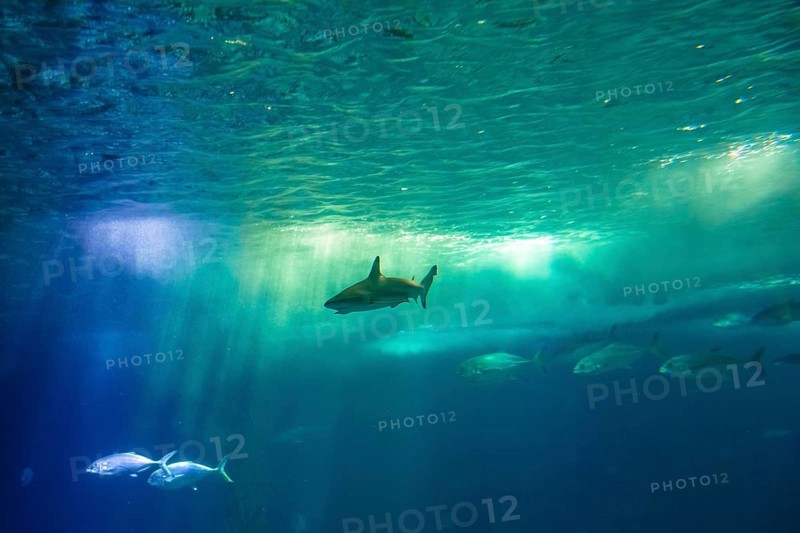 Undersea scene background. A shark and tropical fishes in deep blue water. Undersea marine life. Copy space