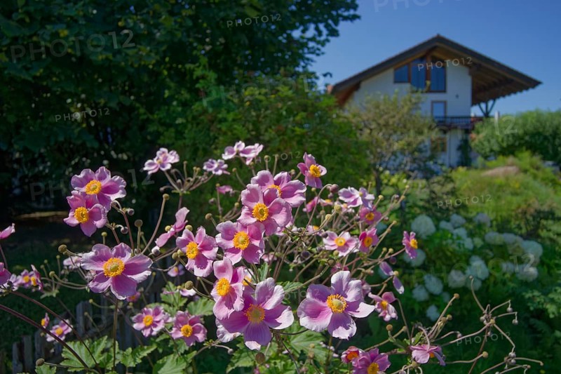 Blooming anemones in Chiemgau, Bernau am Chiemsee, Bernau, summer, August, Chiemgau, Chiemgau Alps, Bavaria, Upper Bavaria, Germany