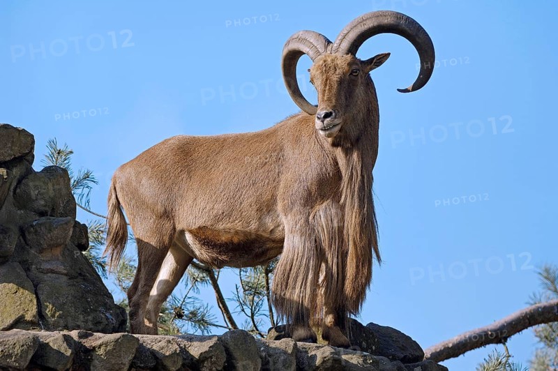 Barbary Sheep (Ammotragus lervia), male