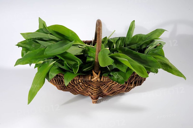 Leaves of wild garlic (Allium ursinum), lily of the valley (Convallaria majalis), autumn linseed and spotted arum (Arum maculatum) in collection basket (Colchicum autumnale), basket