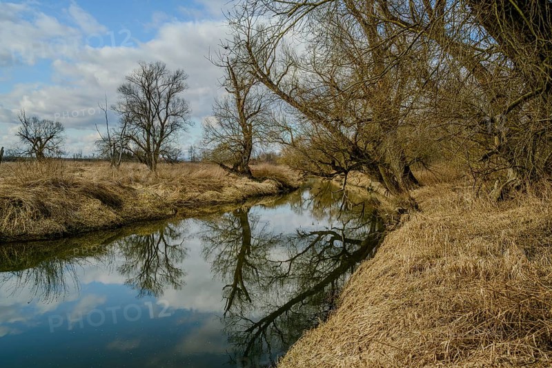 Calm river with reflection of barren trees and cloudy sky, alluvial forest, old Danube, Bogen, Lower Bavaria