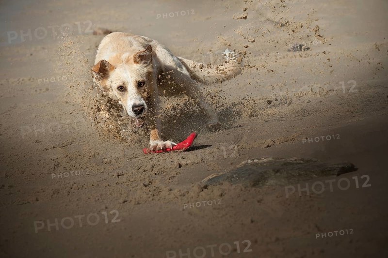 Dog (canis lupus familiaris), female, playing with frisbee on the beach, Elbe, Hamburg, Germany