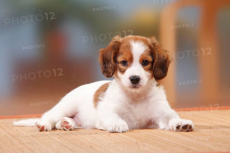 Kooikerhondje, Puppy, 8 weeks, Small Dutch Waterfowl Dog