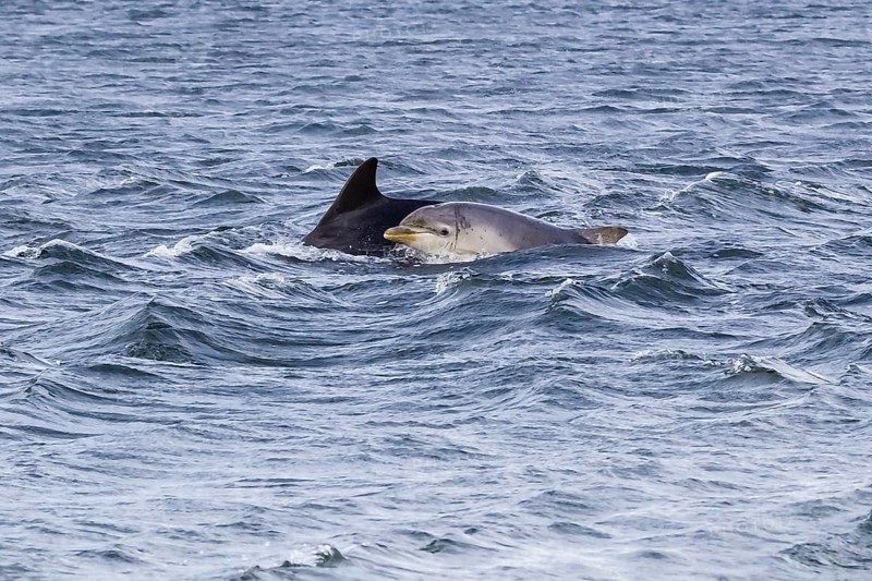 Scotland, Inverness, bottlenose dolphins (Tursiops truncatus)