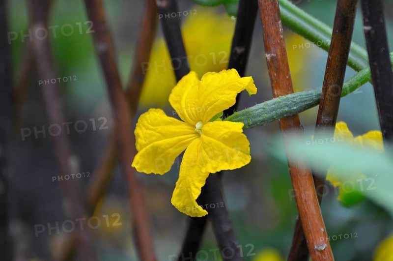 Climbing, Cucumber (Cucumis sativus) flowering, Cucumber