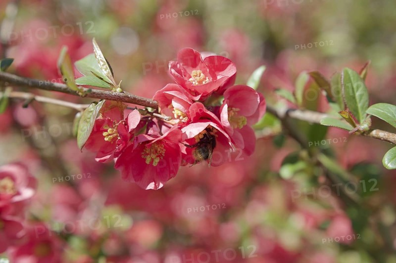 Bumblebee on ornamental quince (Chaenomeles), quince, blossom, wild bee, spring, April, Waldenburg, Hohenlohe, bee pasture, insect pasture, Germany