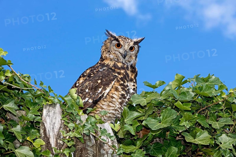 Cape Eagle Owl (bubo capensis), Adult standing on Top of Tree