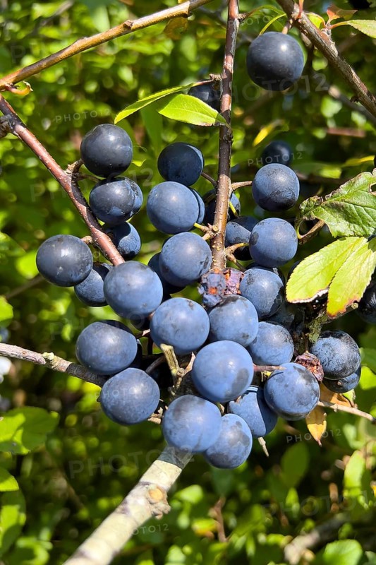 Sloe berries in late summer, (Prunus spinosa), blackthorn, blackthorn, fruit, fruits, berries, Norddeich, Lower Saxony, Federal Republic of Germany
