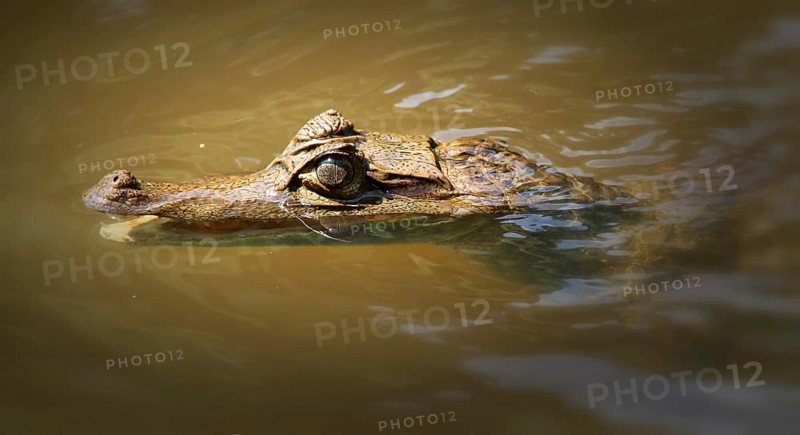Crocodile caiman (Caiman crocodilus)