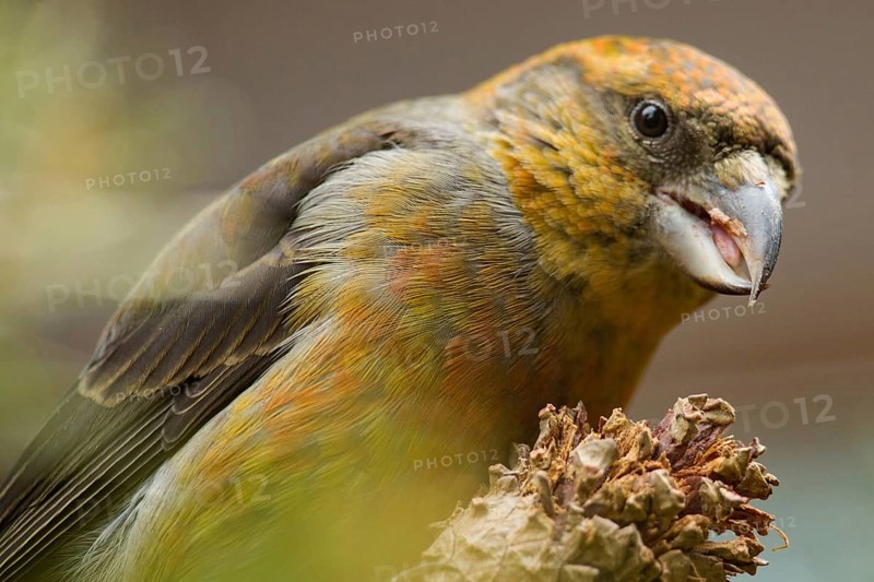 Spruce crossbill (Loxia curvirostra)