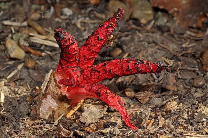 Cuttlefish mushroom (Clathrus archeri)
