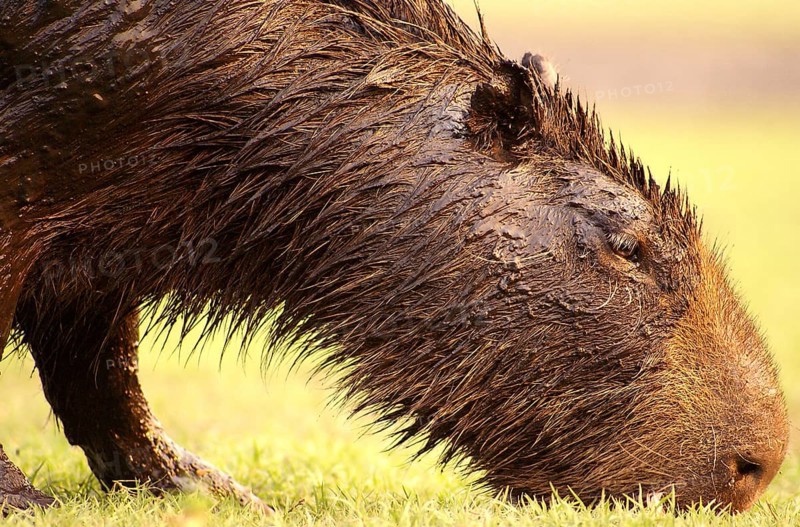 Capybara (Hydrochaeris hydrochaeris)