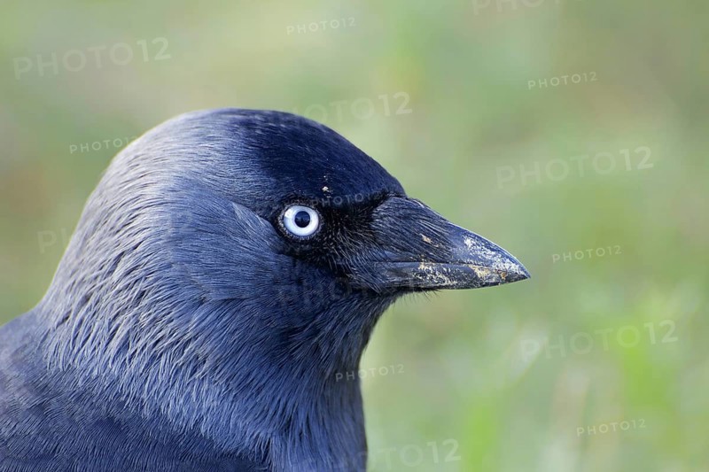 Jackdaw