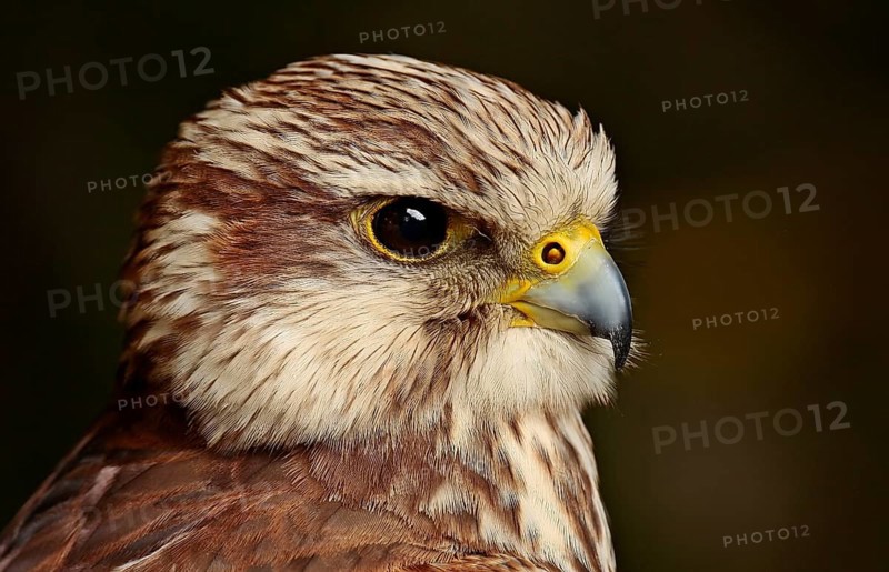 Merlin (Falco columbarius)