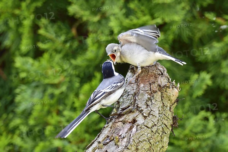 White wagtail (Motacilla alba)